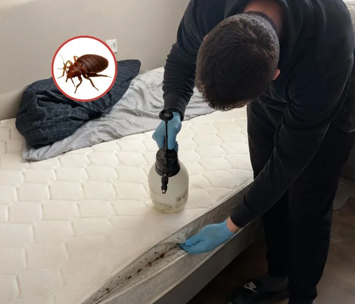 Technicien traitant un matelas contre les punaises de lit à Fontenay-Mauvoisin